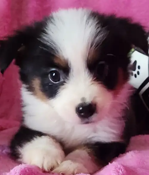 TOY & Miniature Australian shepherd are the same as a regular size australian shepherd. Same persona...