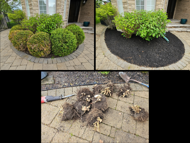 Fall Cleanup - Landscaping - Gardening in Haldimand & Niagara in Lawn, Tree Maintenance & Eavestrough in Hamilton - Image 8