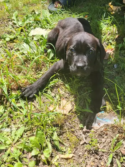 Cane Corso Pups, View more