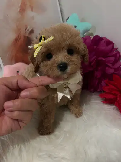 so beautiful Toy Maltipoo girls. Maltese/poodle, View more