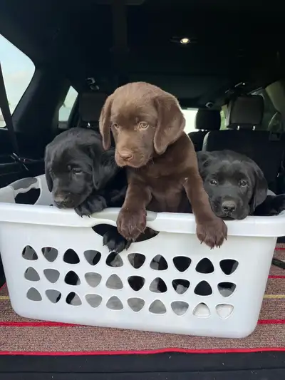 lab puppies, View more