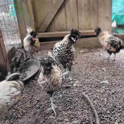 RARE - Creme Brabanter Flock, View more