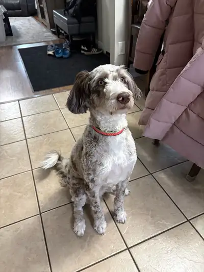Aussiedoodle, View more