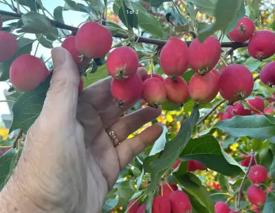 Apples - u pick, View more