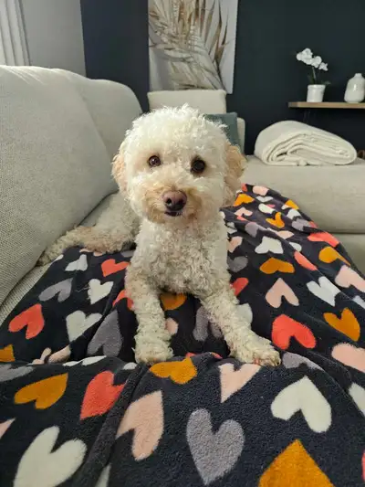 Maltipoo, View more