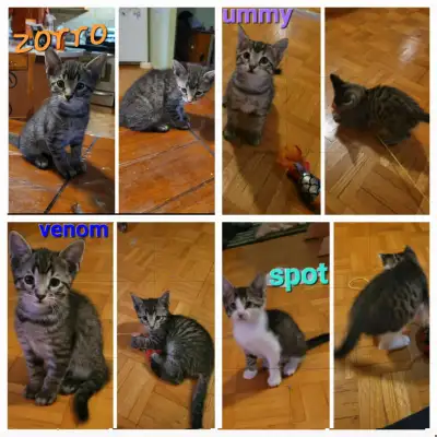 chaton bengal x, View more