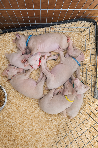 Akc white doberman puppies, View more