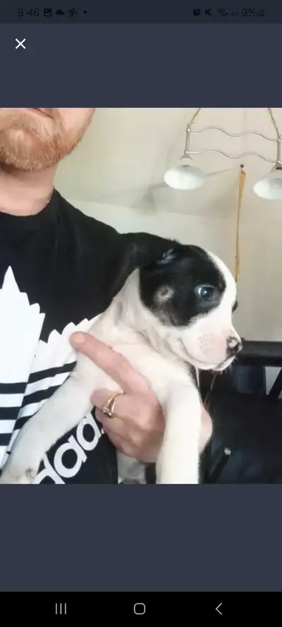 Beautiful puppies for sale!, View more