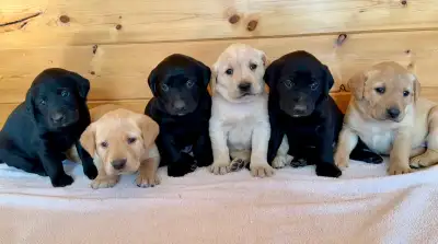 CKC Black and Yellow Labrador pups!  Performance/Health Tested, View more