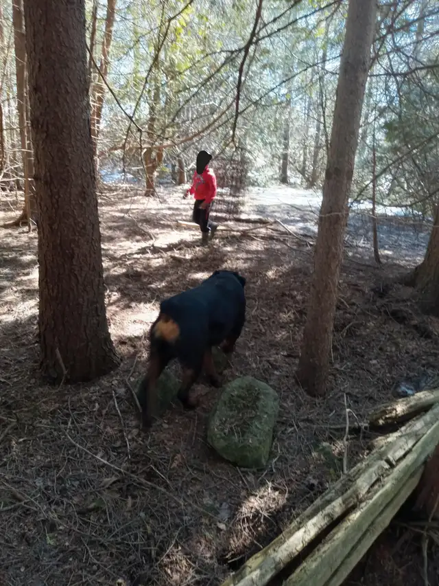 Beautiful Big boned Rottweiler puppies for Rehoming! in Dogs & Puppies for Rehoming in City of Toronto - Image 7