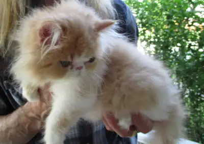 Gorgeous PERSIAN girl kittens, come w 2 shots, deworming done., View more