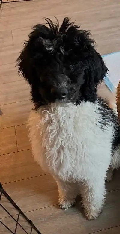 4.5 months female Parti Poodle , View more