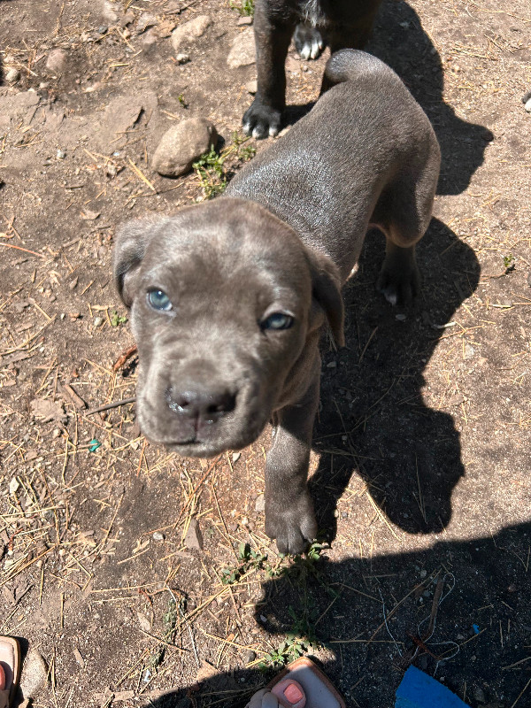 Purebred Cane Corso Puppies tails dockeD READY TO GO Dogs & Puppies