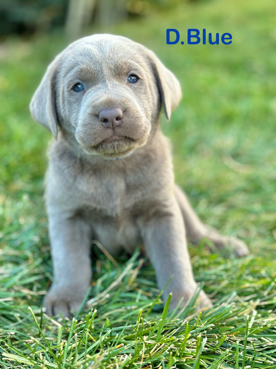silver lab in Dogs Puppies for Rehoming in Canada Kijiji Marketplaces