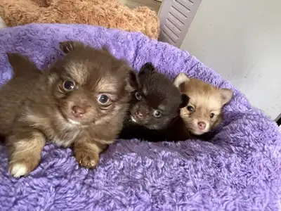 Pomeranian x chihuahua , View more