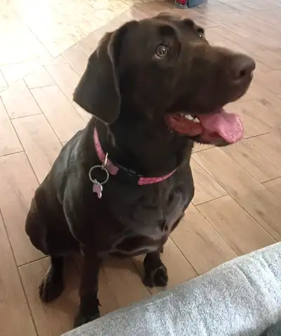 Labrador femelle chocolat enregistrée au CKC, View more