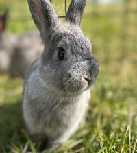 New Zealand x Rabbits for Pets (or Meat)!