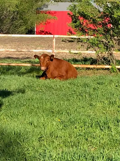 Alberta Grass Fed Beef Sides, View more