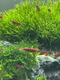 10 Sakura red cherry shrimps for $25