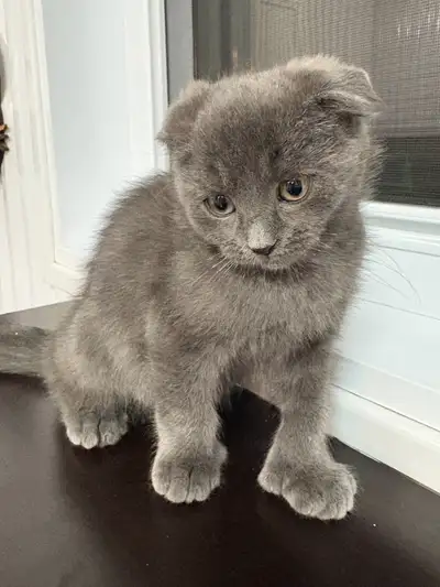 SUPERBE FEMELLE SCOTTISH FOLD, View more