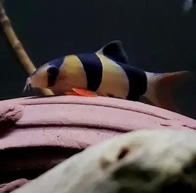 Clown loaches , View more