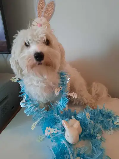 I have a lively little Maltese / Bichon puppy to rehome. He is a small dog and will not get any bigg...