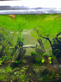 Hornwort aquarium plant