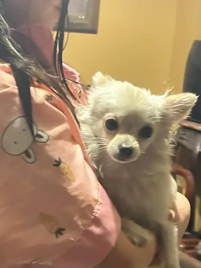 Rehoming , View more