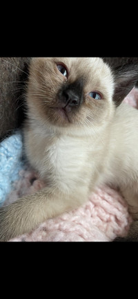 Balinese Siamese for rehoming
