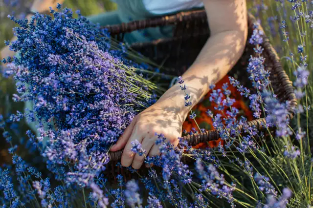 Clinical Herbal Consultations63234627763459122