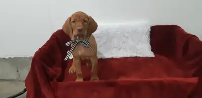 One Beautiful Vizsla Female, View more