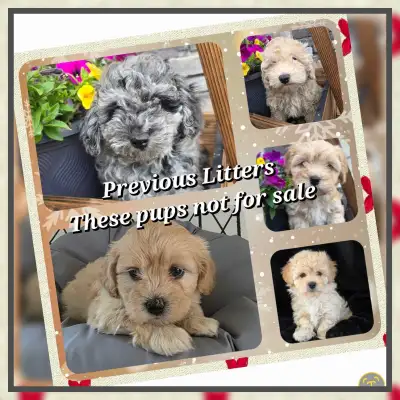 Upcoming litters... Shihtzu Poodle Bichon, View more