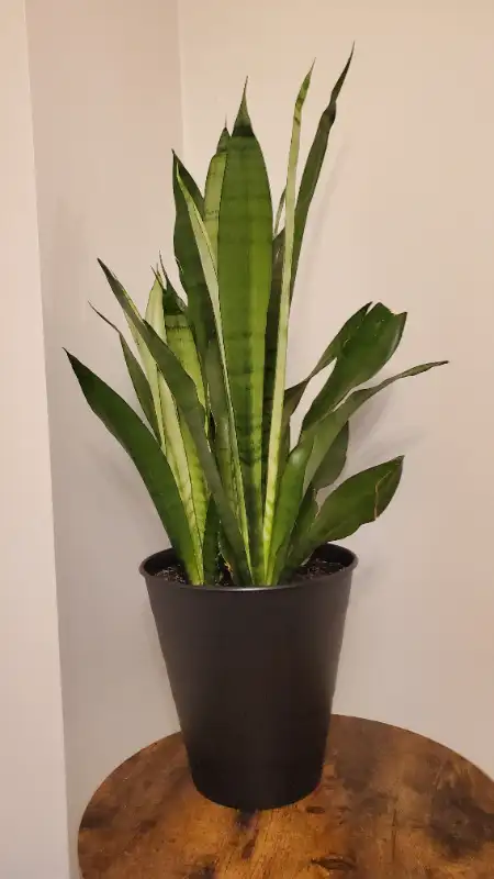 Sansevieria, Snake Plants in Home Décor & Accents in Oakville / Halton Region - Image 4