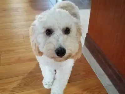 We will walk or board your dog in our pet friendly, clean home., View more