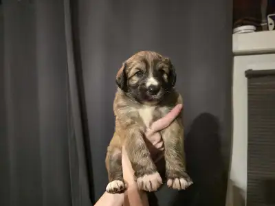 Border collie, Husky and Shepherd Cross Puppies, Ready To Go., View more