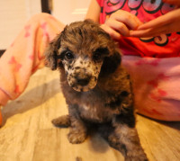 Toy/mini poodle puppies  Delivery to kamloops or armstrong may 5