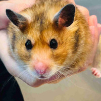 9 months female hamster