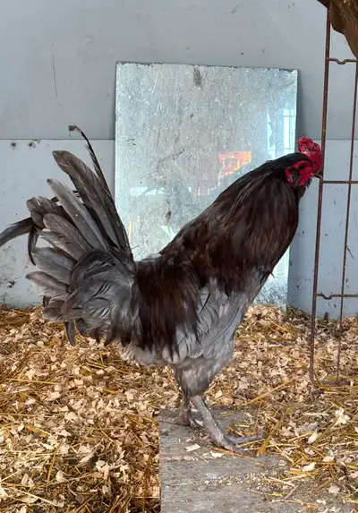 Blue Sumatra Rooster For Sale, View more