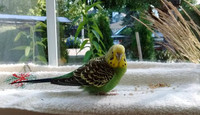 Budgie Rescued - Adoption Please