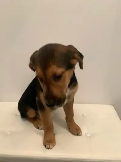 dogs and puppies, View more