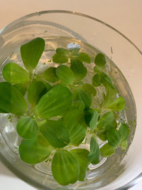 Water Lettuce