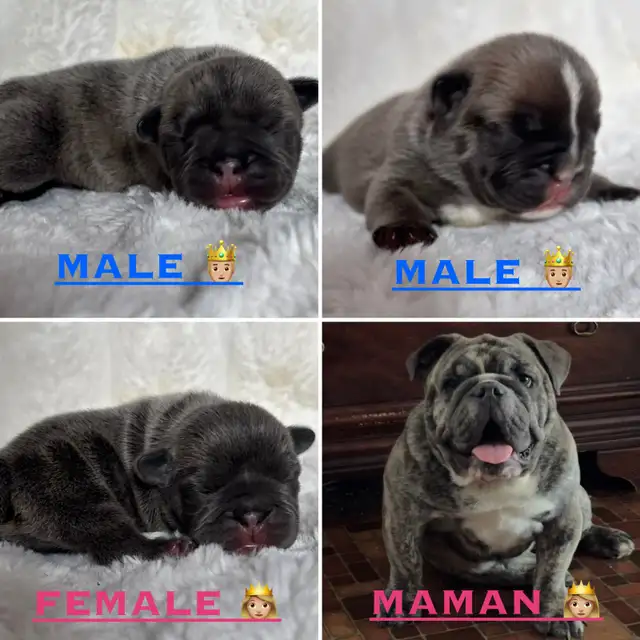 English bulldog Bantam bouledogue français in Dogs & Puppies for Rehoming in Laval / North Shore - Image 5