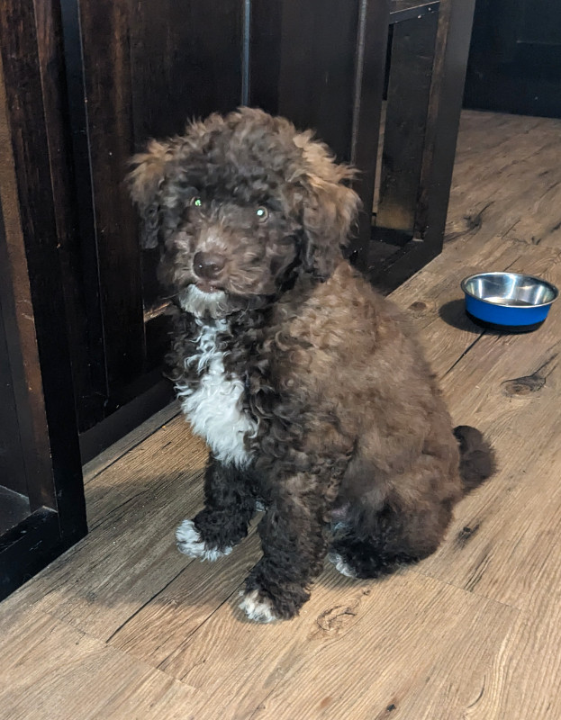 Miniature Poodle Boy Looking for his Forever Family! in Dogs & Puppies for Rehoming in Peterborough - Image 4