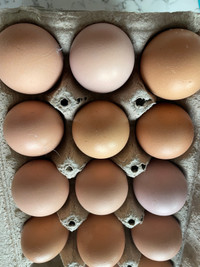 Standard Cochin hatching eggs