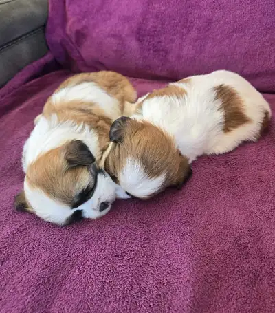 Shih-tzu x Havanese puppies for sale, View more