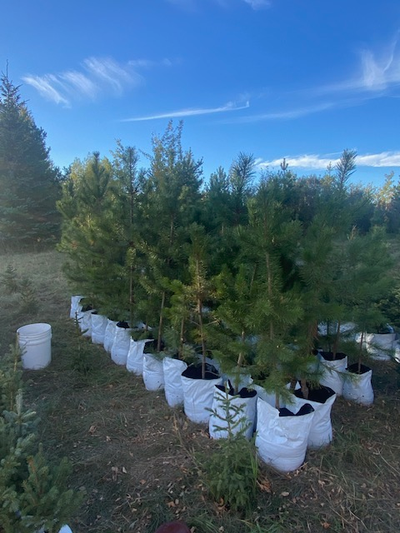 Coniferous trees for sale Lodgepole Pine Scots Pine Colorado (Blue) Spruce Myers Spruce Blackhills (...