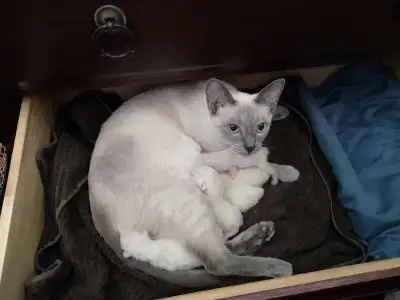 Kijiji siamese shops cats