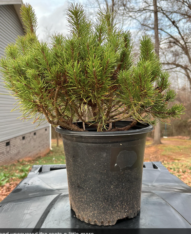 Dwarf Mugo Pines 25$ Each in #5G Pots. Located in Creston. Can be shaped into a bonsai or grown as a...