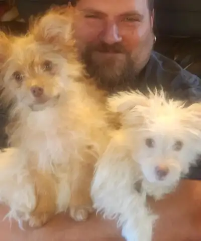 Pompoo male pups available, View more