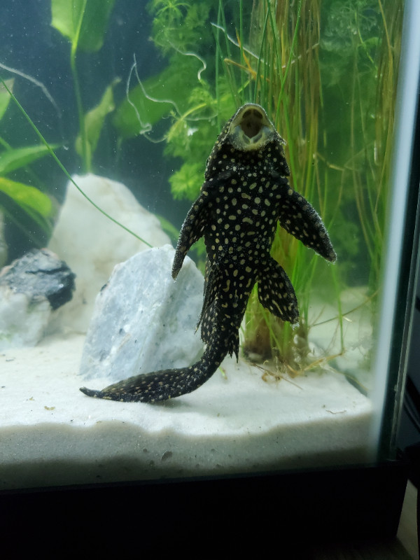 5inch Gold Spot Pleco in Fish for Rehoming in Belleville - Image 4